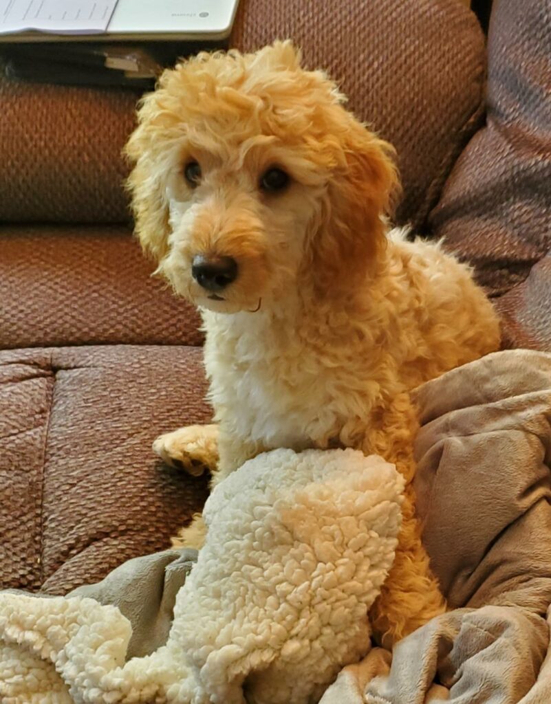 Mango our mini-goldendoodle Review