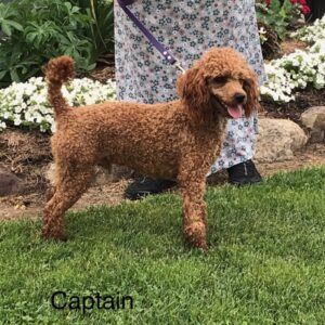 Captain the Mini-Poodle Father