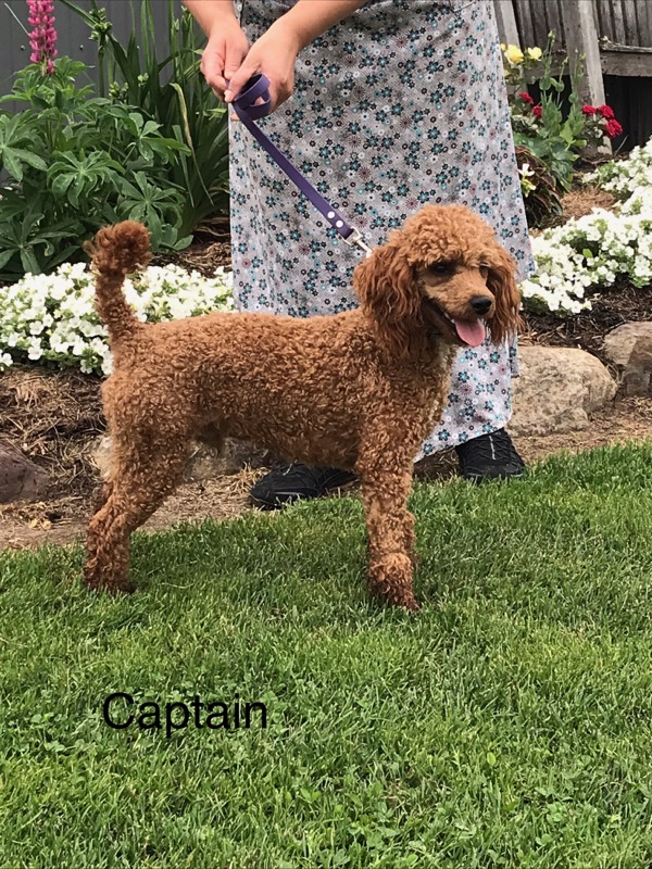 Captain the Mini-Poodle Father