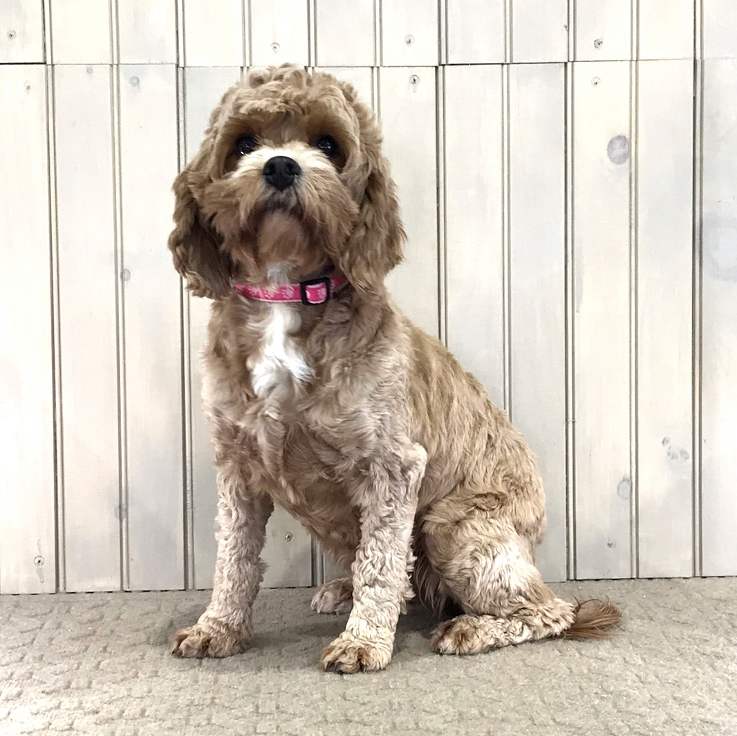 Connie the Cavapoo Mother