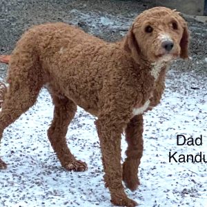 Kandu the Miniature Poodle Father