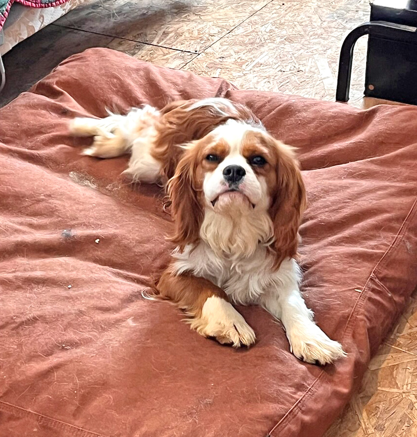 Wiley the Cavalier Father