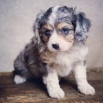 Aussalier Puppy Sitting Grey Background
