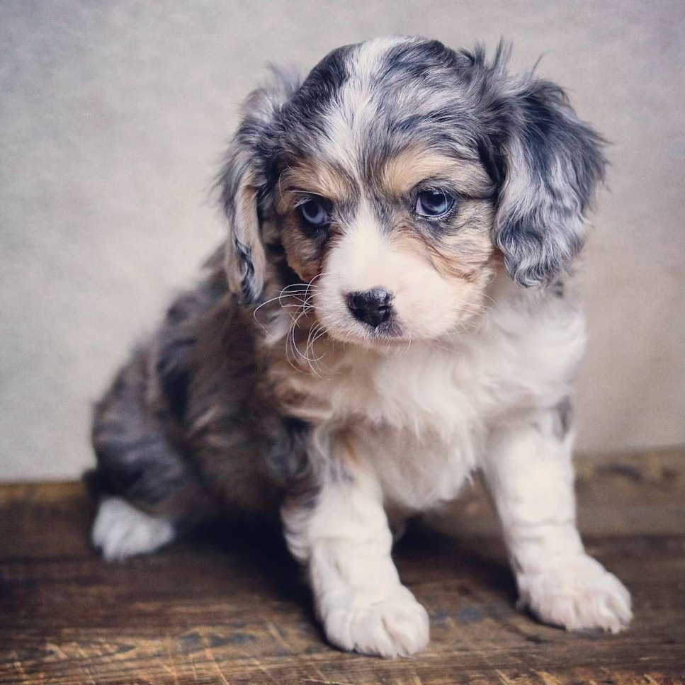 Aussie cavalier mix deals puppies for sale