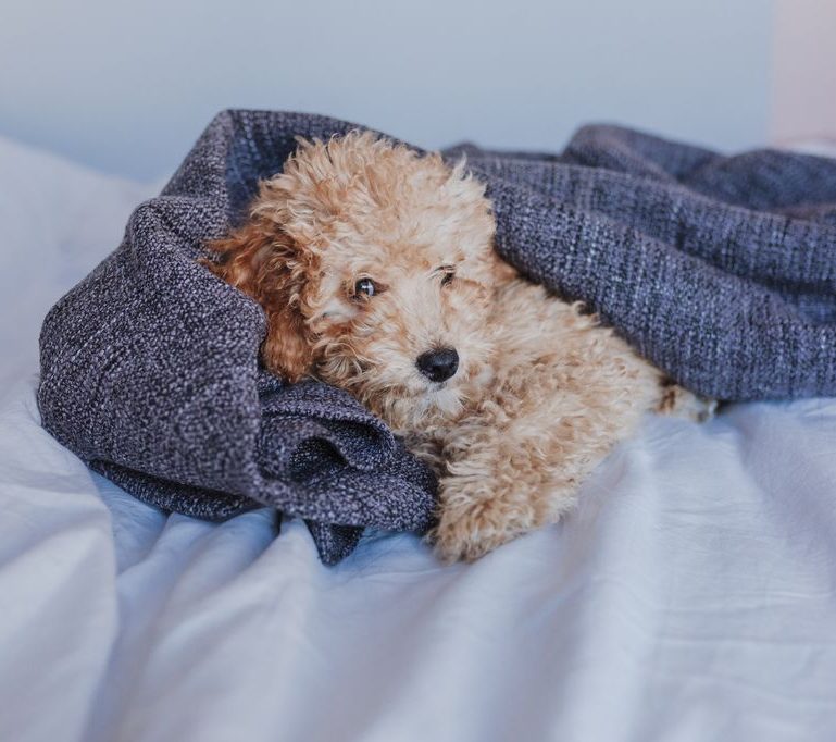 portrait of a Cute toy poodle standing on bed and looking at the camera, daytime, indoors.