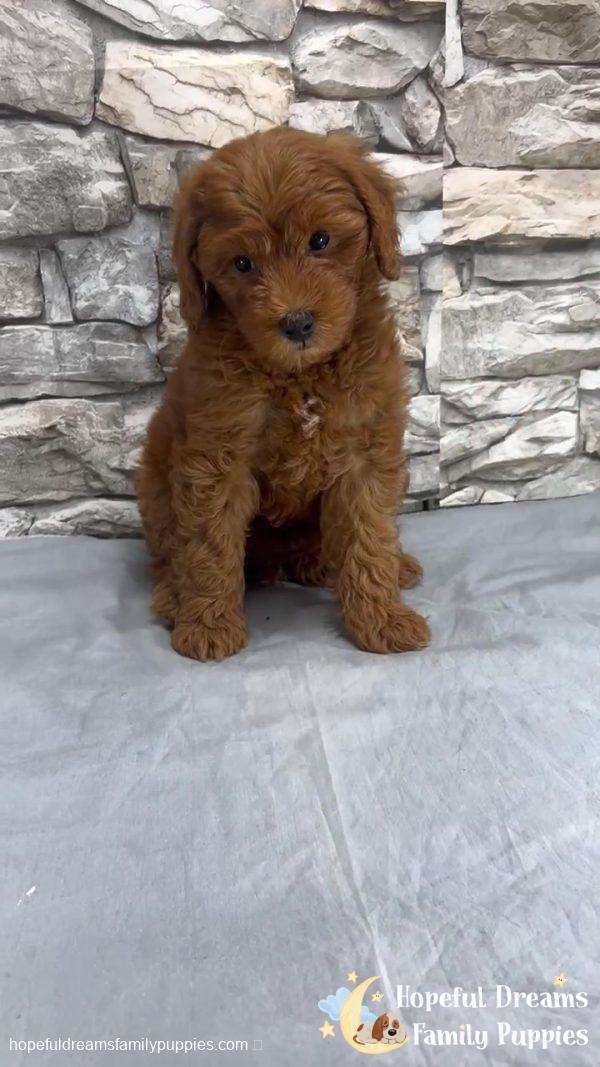 Ms. Taffy the F1BB Mini-Goldendoodle