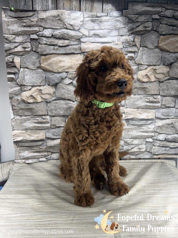 Mr. Theo the F1BB Mini-Goldendoodle (Crate Trained)