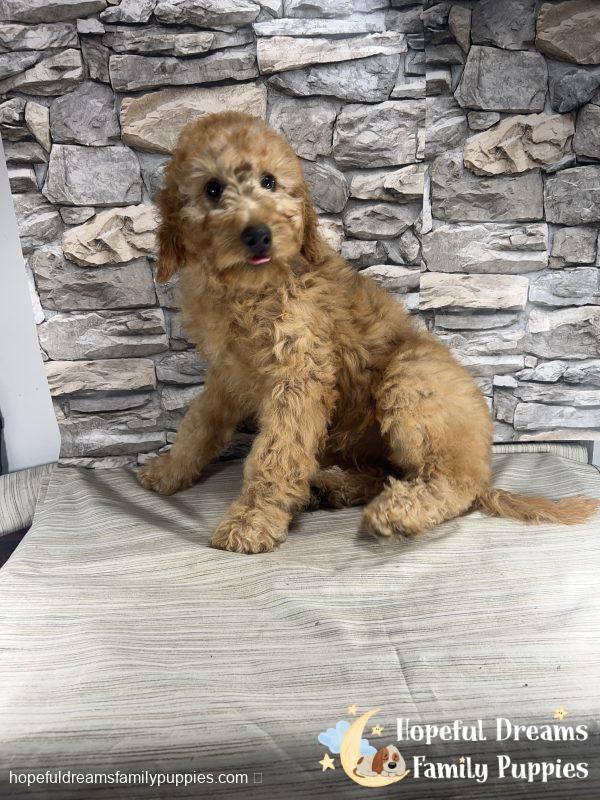 Ms. Trina  the F1BB Mini-Goldendoodle (Crate Trained)