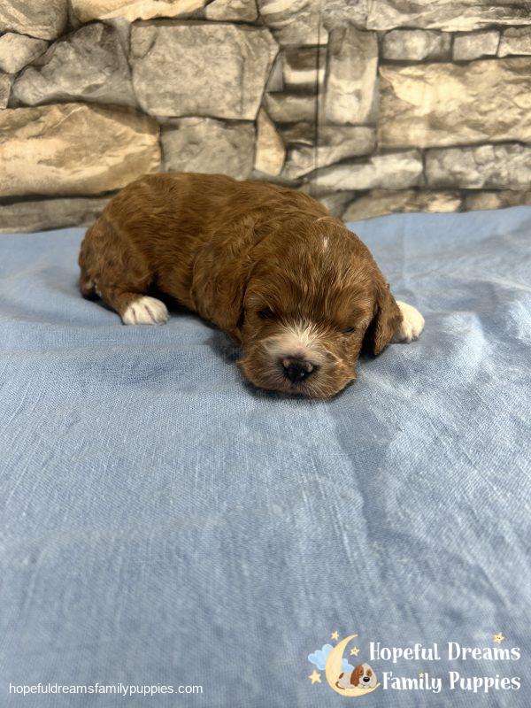 Mr. Jerry the Cavapoo