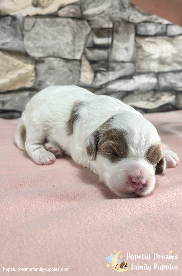 Ms. Cece the Cavapoo