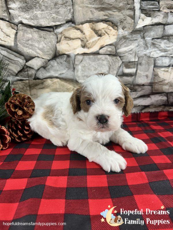 Mr. Rambo the Cavapoo