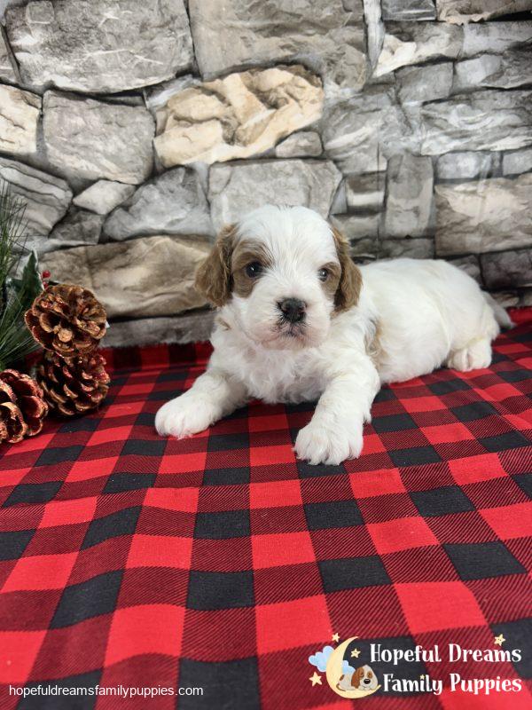 Mr. Rambo the Cavapoo - Image 2