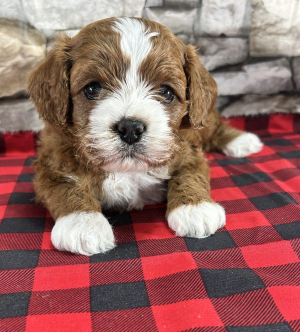 Mr. Ranger the Cavapoo