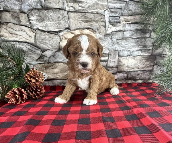 Mr. Rover the Cavapoo