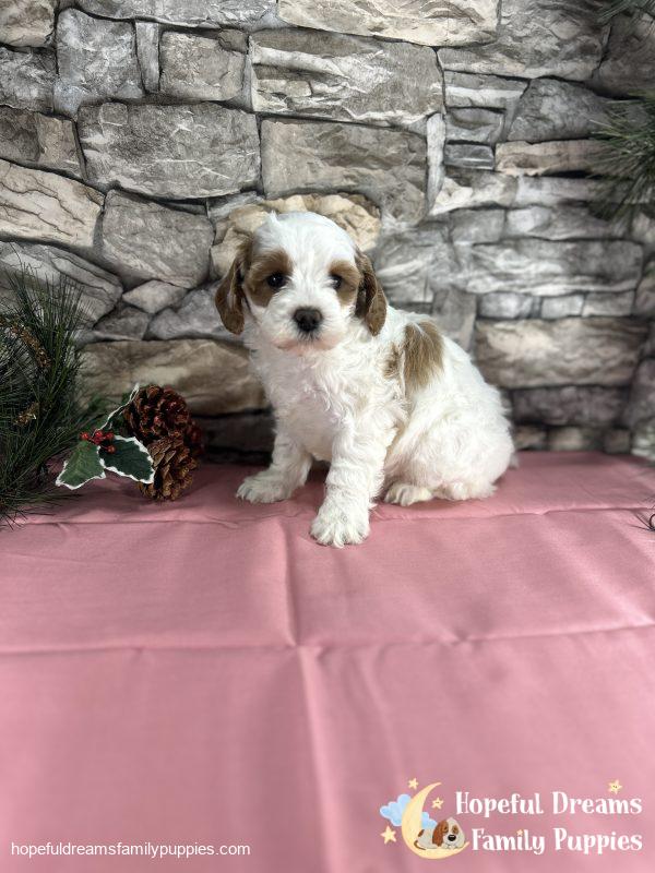 Ms. Cinderella the Cavapoo