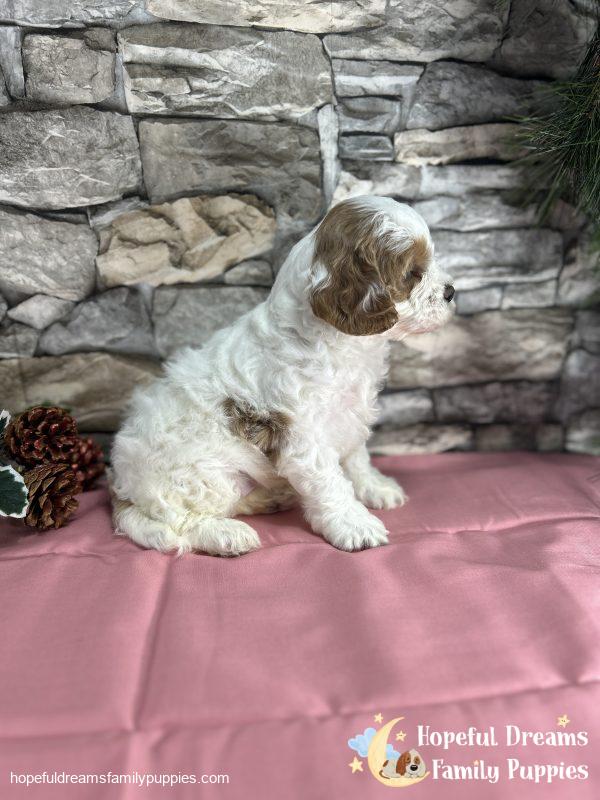 Ms. Cinderella the Cavapoo - Image 6