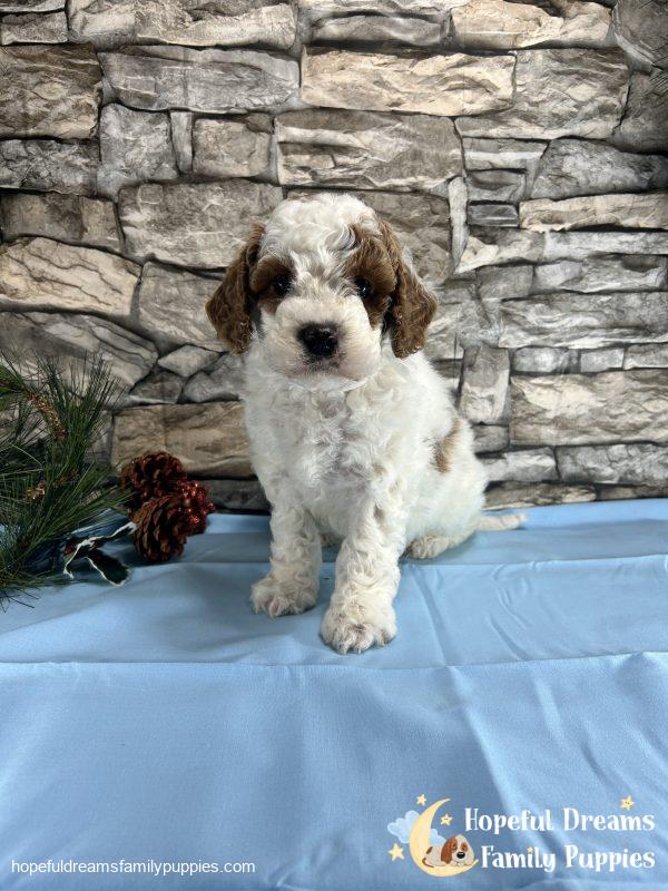 Mr. Caboose the Cavapoo