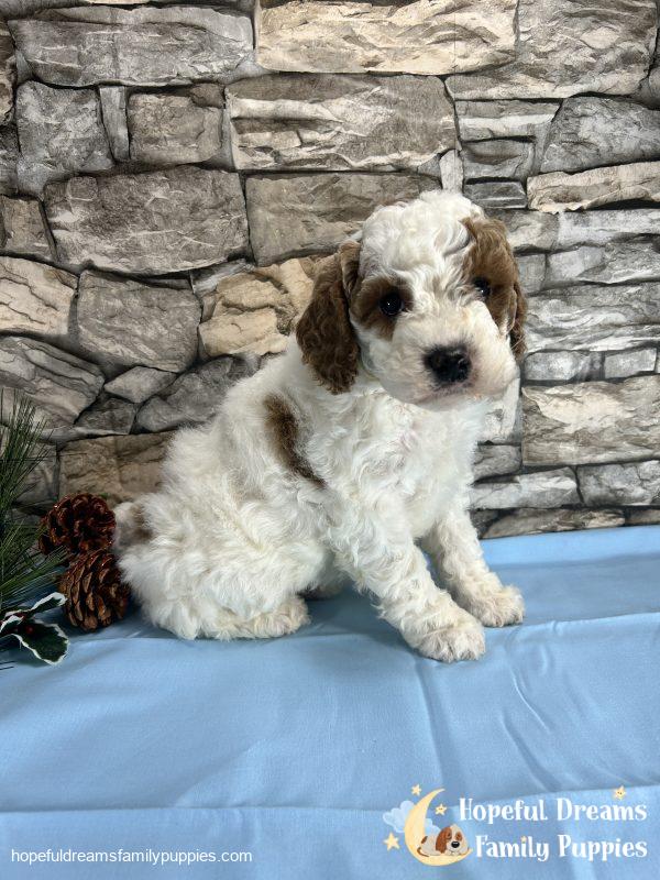 Mr. Caboose the Cavapoo - Image 4