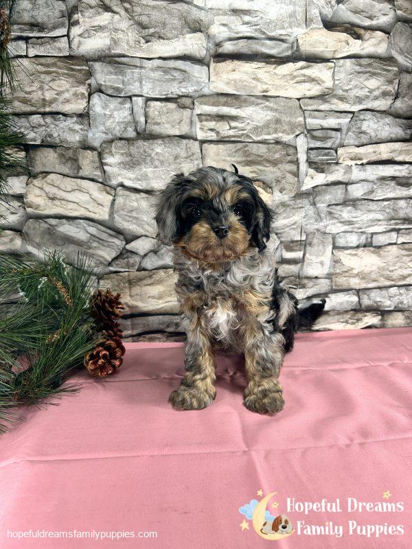 Ms. Teenie the Cavapoo - Image 7