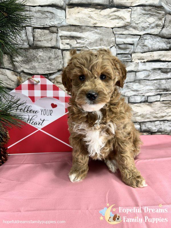 Ms. Shelby the F1BB Mini-Goldendoodle