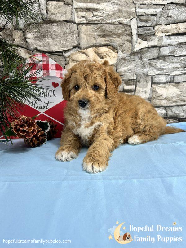 Mr. Shep the F1BB Mini-Goldendoodle - Image 8