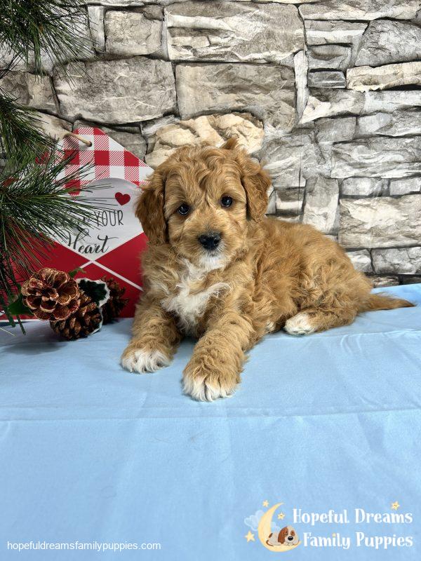 Mr. Shep the F1BB Mini-Goldendoodle