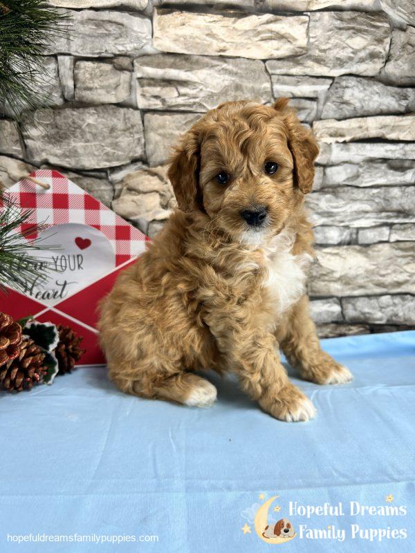 Mr. Shep the F1BB Mini-Goldendoodle - Image 10