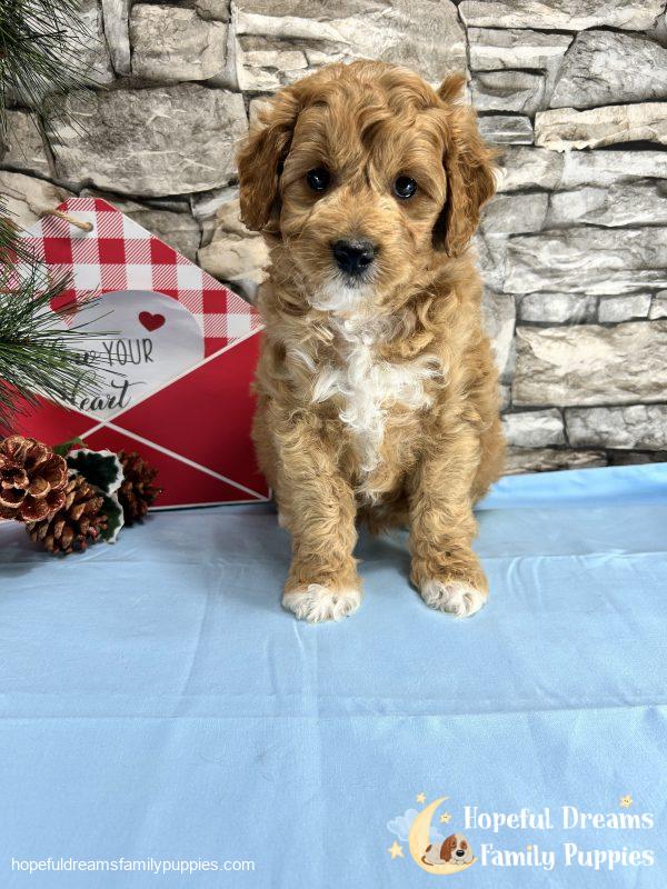 Mr. Shep the F1BB Mini-Goldendoodle - Image 11