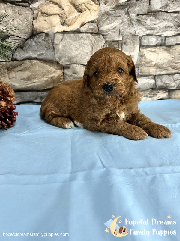 Mr. Shane the F1BB Mini-Goldendoodle - Image 4