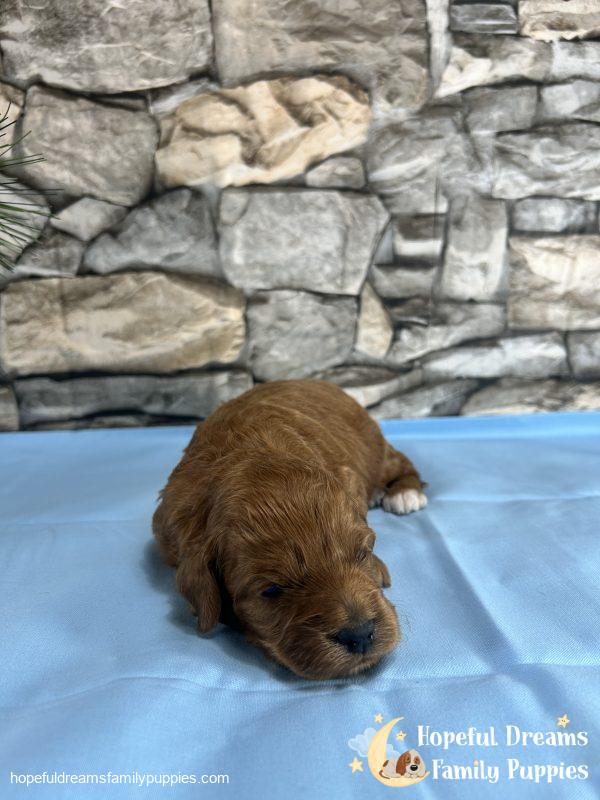 Mr. Shane the F1BB Mini-Goldendoodle - Image 2