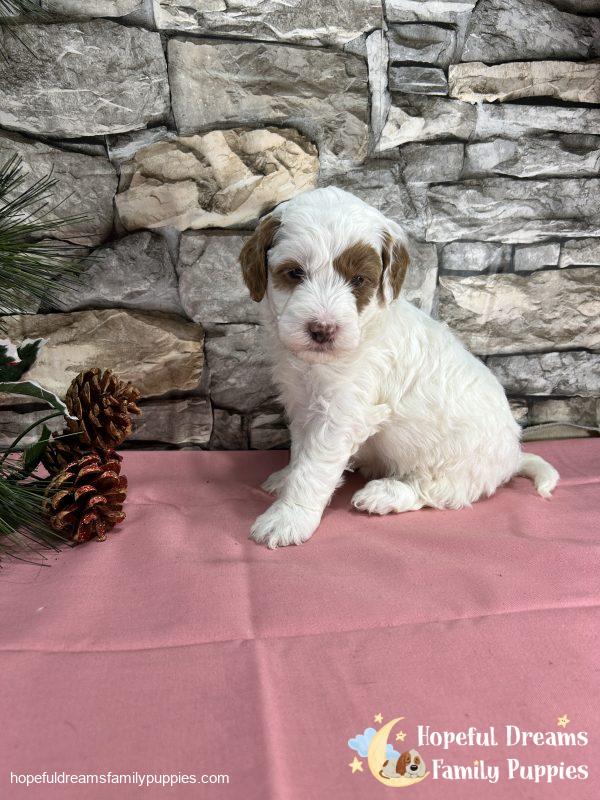 Ms. Shannah the F1BB Mini-Goldendoodle - Image 6