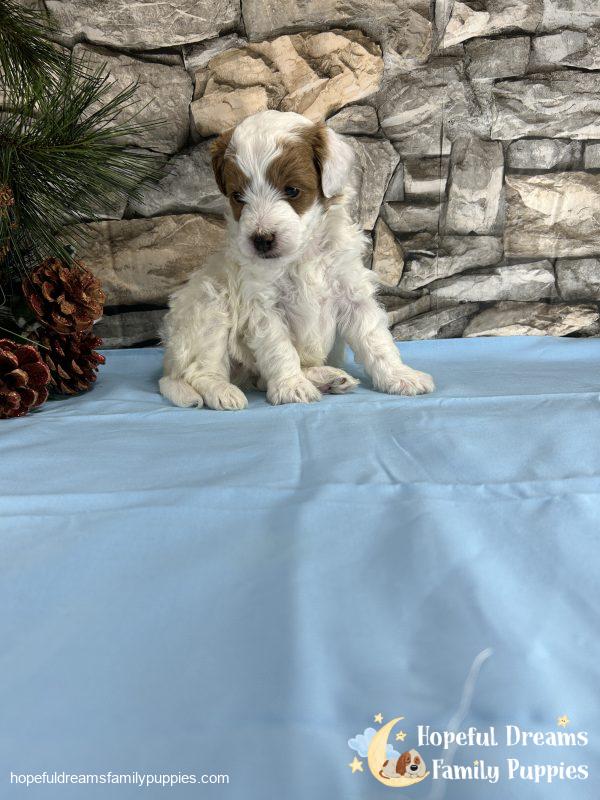 Mr. Shawn the F1BB Mini-Goldendoodle - Image 6