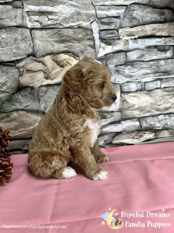 Ms. Shelby the F1BB Mini-Goldendoodle - Image 5