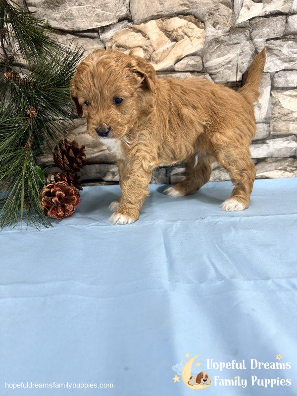 Mr. Shep the F1BB Mini-Goldendoodle - Image 6