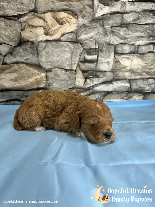 Mr. Shep the F1BB Mini-Goldendoodle - Image 3