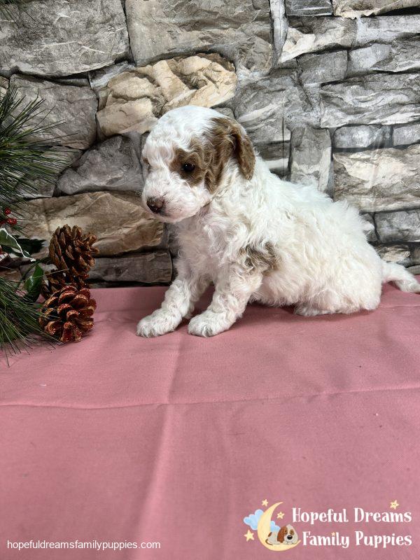 Ms. Sherri the F1BB Mini-Goldendoodle