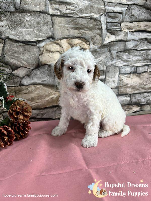 Ms. Sherri the F1BB Mini-Goldendoodle - Image 7