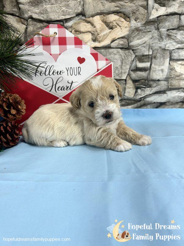 Mr. Banjo the Schnoodle - Image 7