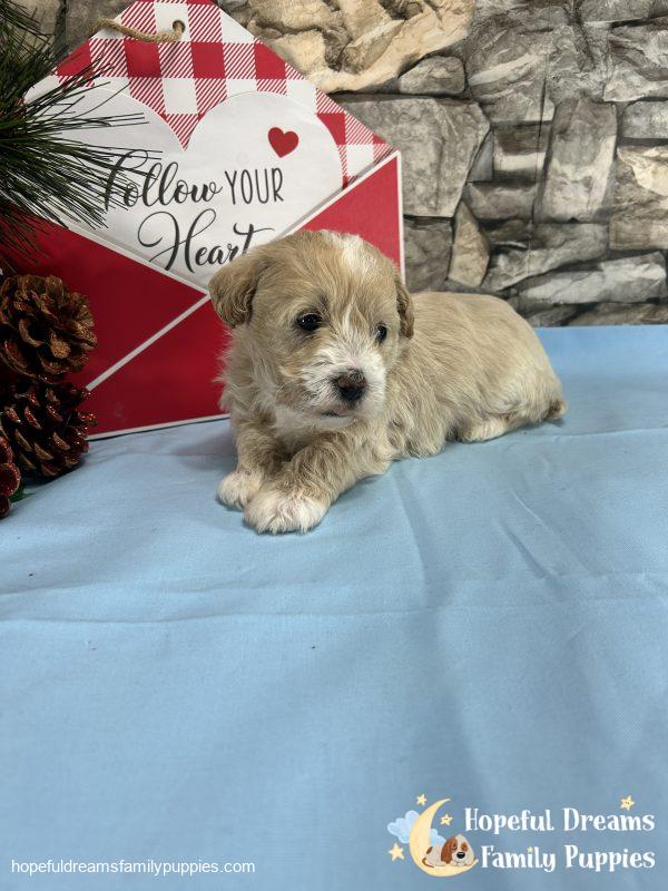 Mr. Banjo the Schnoodle - Image 8