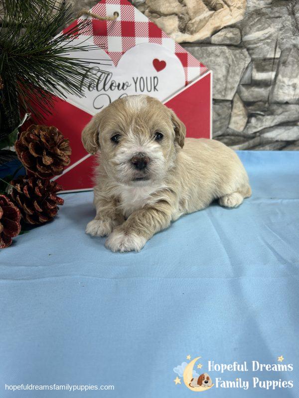 Mr. Banjo the Schnoodle - Image 9