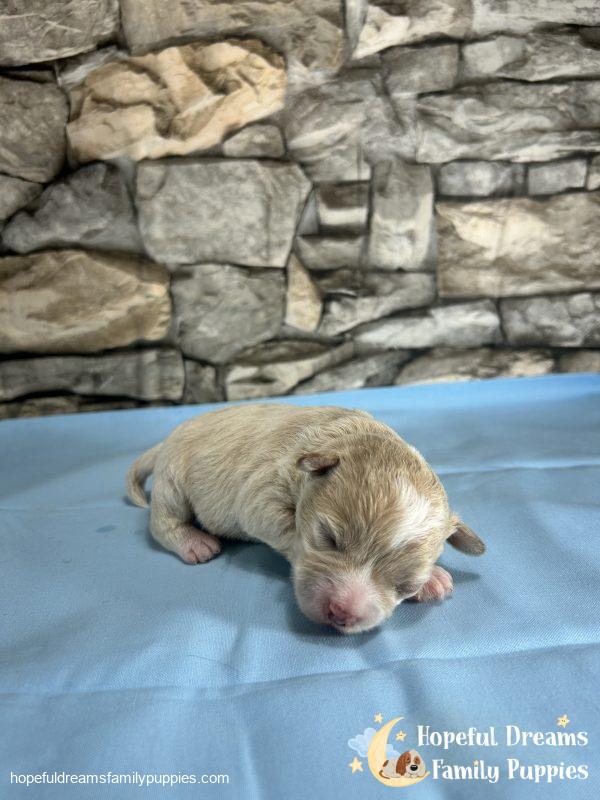 Mr. Barkley the Schnoodle - Image 2