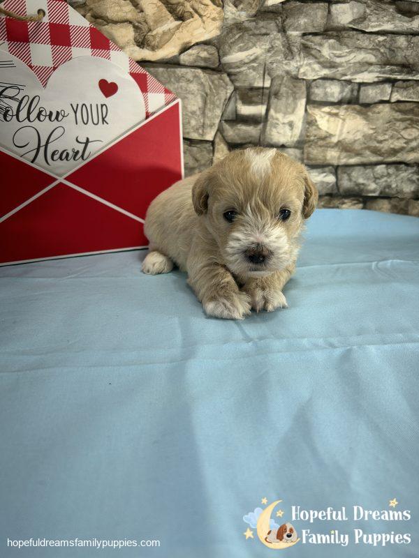 Mr. Banjo the Schnoodle - Image 10