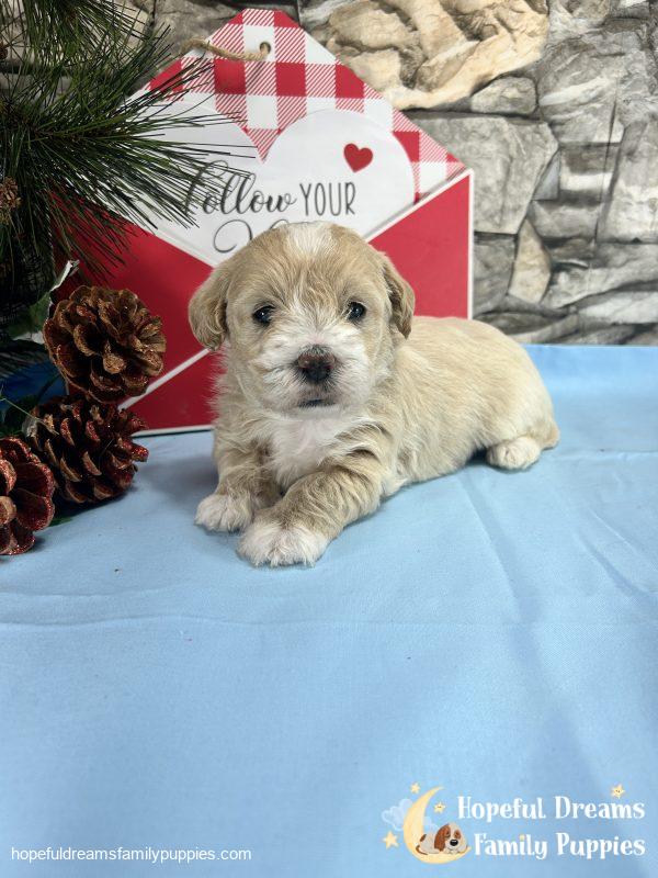 Mr. Banjo the Schnoodle - Image 11