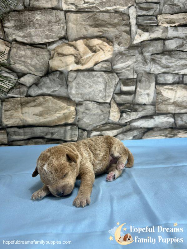 Mr. Barkley the Schnoodle - Image 4