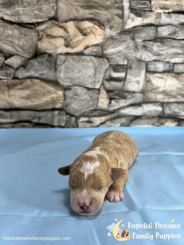 Mr Bowser the Schnoodle - Image 5