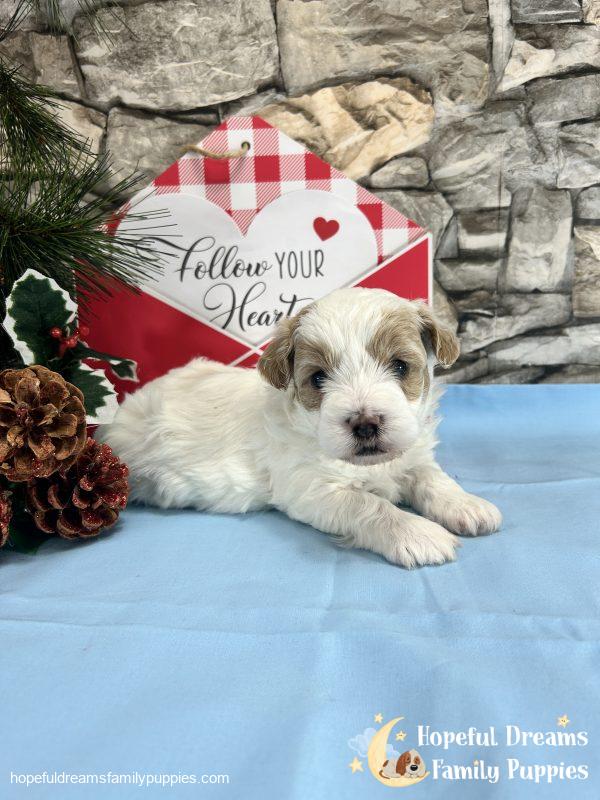 Mr. Buster the Schnoodle