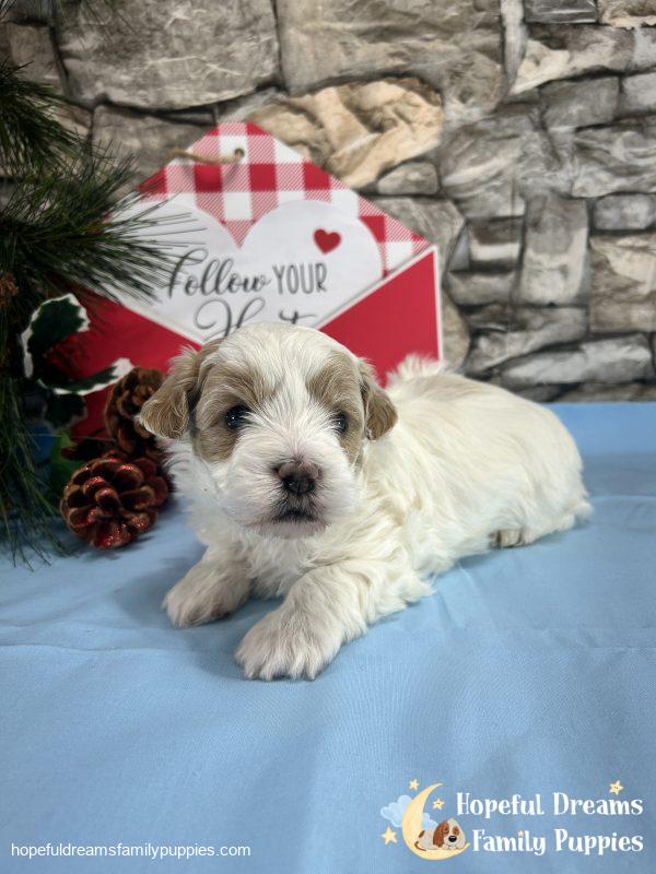 Mr. Buster the Schnoodle - Image 5