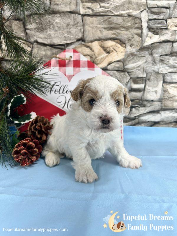 Mr. Buster the Schnoodle - Image 6