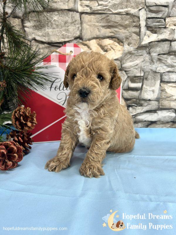 Mr. Barkley the Schnoodle