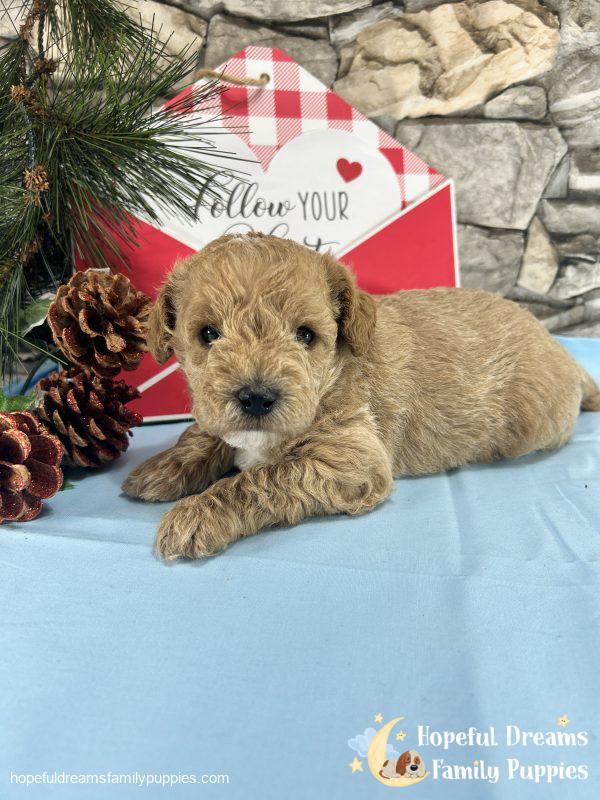 Mr. Barkley the Schnoodle - Image 9